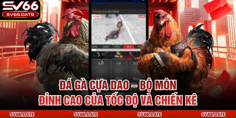 Đá Gà Cựa Dao – Bộ Môn Đỉnh Cao Của Tốc Độ Và Chiến Kê