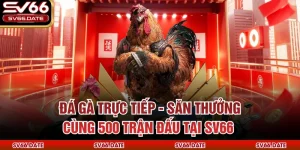 Đá Gà Trực Tiếp - Săn Thưởng Cùng 500 Trận Đấu Tại SV66